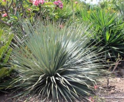 Agave Ovatifolia Un soins : La culture de Baleine Langue Agave